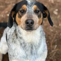 Thumbnail photo of Buck #1