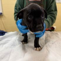 Thumbnail photo of Brie #2