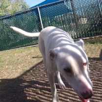 Thumbnail photo of Luna #2