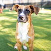 Thumbnail photo of Pecan Pie #2