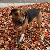 Thumbnail photo of Zara #1