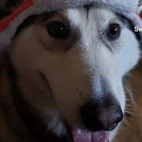 Thumbnail photo of Cosmos #2