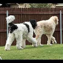 Thumbnail photo of Nova #3