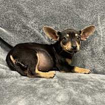 Thumbnail photo of Rosie #2