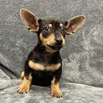 Thumbnail photo of Rosie #4