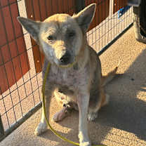 Thumbnail photo of Onya #1