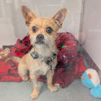 Thumbnail photo of Neeko- City of Industry  #1