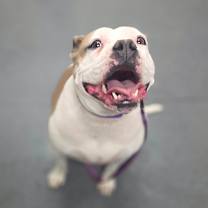 Thumbnail photo of Stella #1