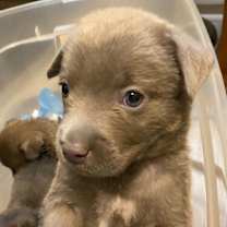 Thumbnail photo of Rafe #1