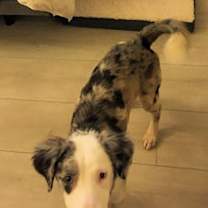 Thumbnail photo of Blueberry #3