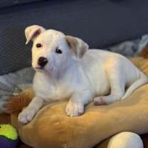 Thumbnail photo of Balldrop #2