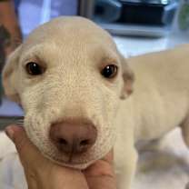 Thumbnail photo of Bubba #2