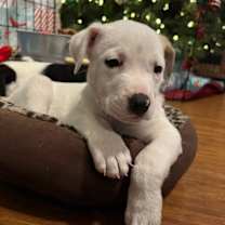 Thumbnail photo of Balldrop #3