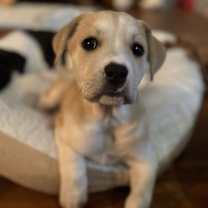 Thumbnail photo of Champagne #3