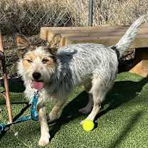 Thumbnail photo of Digsy #4