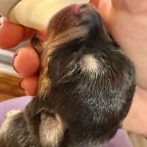 Thumbnail photo of Noel #3