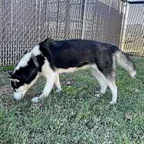 Thumbnail photo of Juliet #2