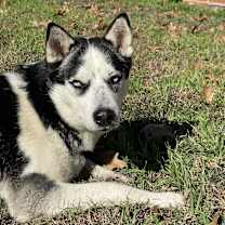 Thumbnail photo of Juliet #3