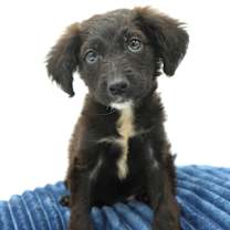 Thumbnail photo of Dozer #4