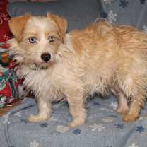 Thumbnail photo of Toto (Bonded Pair w/Dorothy) #1