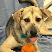 Thumbnail photo of Maddex - CP Adopt Me! #1