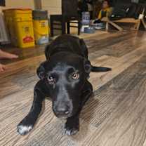 Thumbnail photo of Kira #3