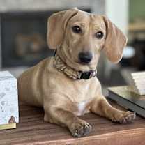 Thumbnail photo of Barnaby #2