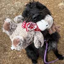 Thumbnail photo of Chase #1