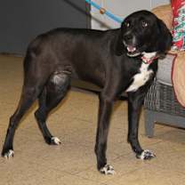 Thumbnail photo of Dorothy (Spayed) #2