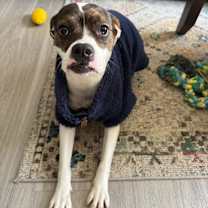 Thumbnail photo of Lex (Dalmatian/Lab/Spaniels 3) #2