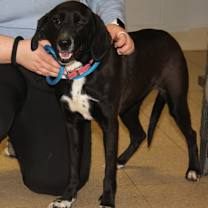 Thumbnail photo of Dorothy (Spayed) #3