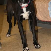 Thumbnail photo of Dorothy (Spayed) #4