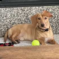 Thumbnail photo of Barnaby #3