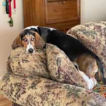 Thumbnail photo of Bailey #3