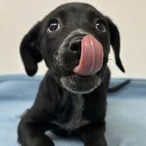 Thumbnail photo of Darcy #2