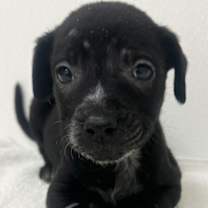 Thumbnail photo of Darcy #3