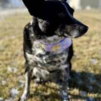 Thumbnail photo of Abbey #3