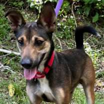 Thumbnail photo of Dion #2