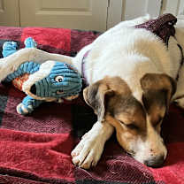 Thumbnail photo of Daisy #1