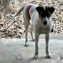 Thumbnail photo of Daisy #4