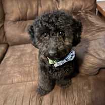 Thumbnail photo of Ace #2