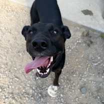 Thumbnail photo of Monte #2