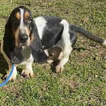 Thumbnail photo of Pilgrim Spuds #1