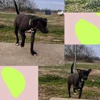 Thumbnail photo of Scrappy #1