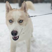 Thumbnail photo of Kaiba #1