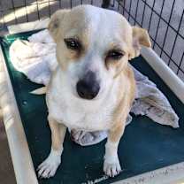 Thumbnail photo of Elvis #2