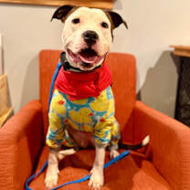 Thumbnail photo of Rose🌹 #1