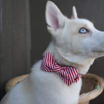 Thumbnail photo of Kaiba #4