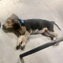 Thumbnail photo of Bailey #3