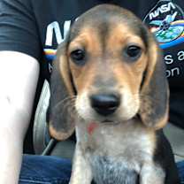 Thumbnail photo of Bailey #4